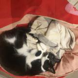 Foto del gato perdido en Capdenac Gare