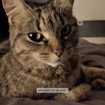 Foto 1/1 nenette Chat perdido en Noisseville