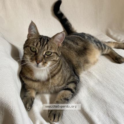 Foto 1/1 Samara Chat perdido en Meursault