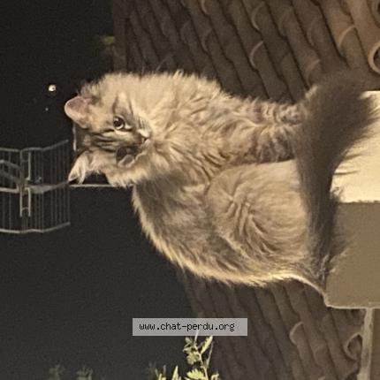 Foto 5/5 Olly Josée Chat perdido en Saint marcel les valence