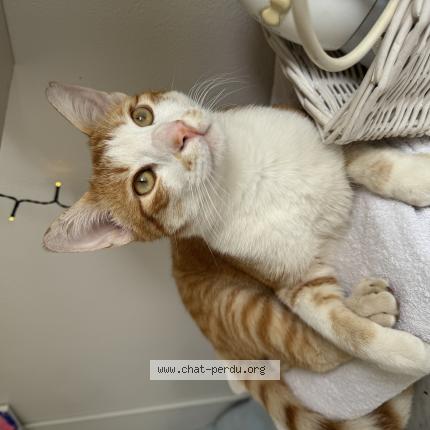 Foto 1/1 Gato encontrado Encontrado en Cap d ail