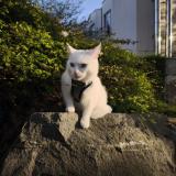 Foto del gato perdido en Bruxelles