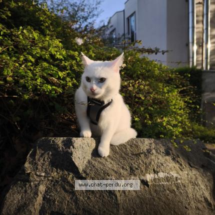 Foto 1/1 Simba Chat perdido en Bruxelles