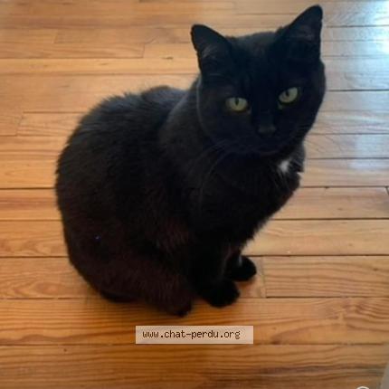 Foto 1/1 Olive Chat perdido en Montrouge