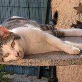 Foto de gato encontrado en La Garde