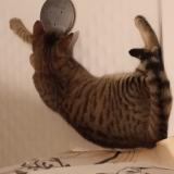 Foto del gato perdido en Saumur