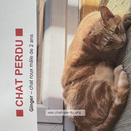 Foto 1/1 Ginger Chat perdido en Aix en provence