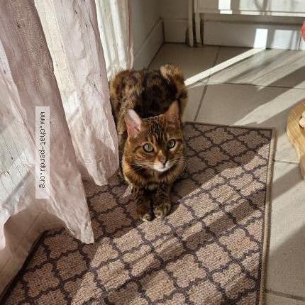 Foto 1/2 Raffa Chat perdido en Bettens