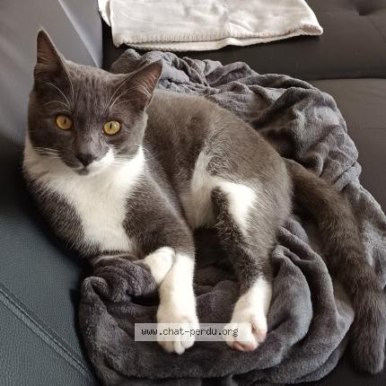 Foto 1/1 Zebulon Chat perdido en Velaux