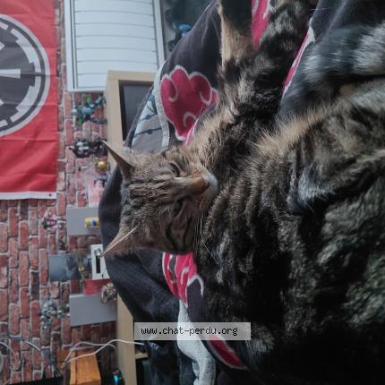 Foto 1/1 Kitty Chat perdido en Noyer bocage