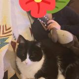 Foto del gato perdido en Monclar De Quercy