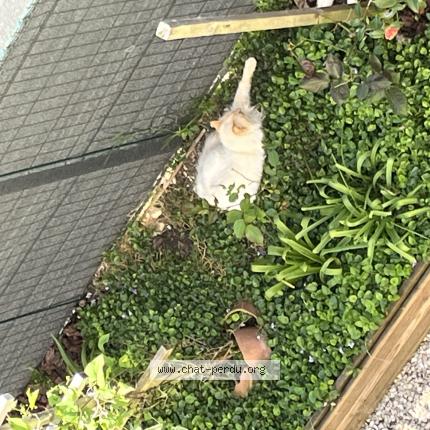 Foto 1/1 Gato encontrado Encontrado en Chateauroux