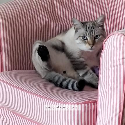 Foto 1/1 Brigitte HEMERY Chat perdido en 76800 saint etienne du rouvray