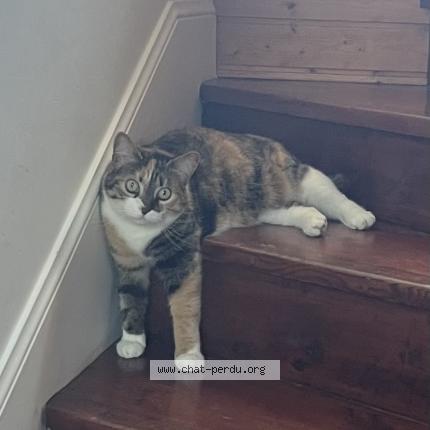 Foto 1/1 Grimm Chat perdido en Lorient