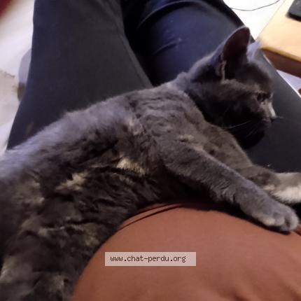 Foto 1/1 winnie dit bouboule Chat perdido en Iron