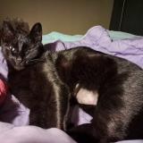 Foto del gato perdido en Rochefort