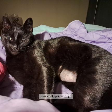 Foto 1/1 Museau Chat perdido en Rochefort