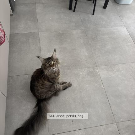 Foto 1/1 Raja Chat perdido en Saint jean de la ruelle