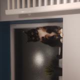 Foto del gato perdido en Bouge