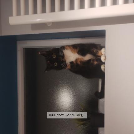 Foto 1/1 Dofus Chat perdido en Bouge