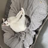 Foto del gato perdido en Caestre