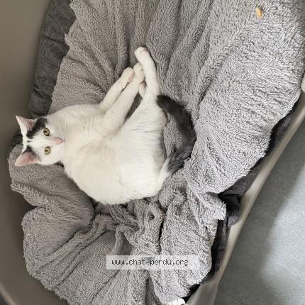 Foto 1/1 Nicky Chat perdido en Caestre