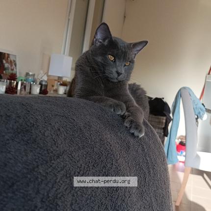 Foto 1/1 Tyson Chat perdido en Langoiran