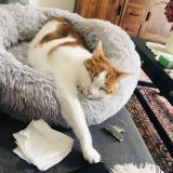 Foto del gato perdido en Montauban