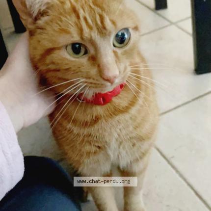 Foto 1/1 Sucre Chat perdido en Montargis