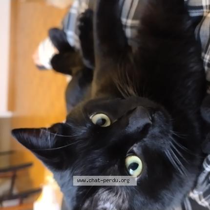 Foto 1/1 Fury Chat perdido en Lancy