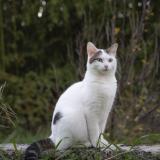 Foto del gato perdido en Parcey