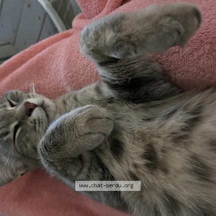 Foto 1/1 PITCHOU Chat perdido en La creche