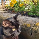 Foto del gato perdido en Auch