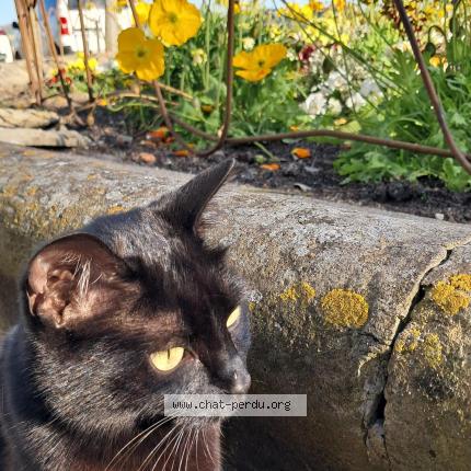 Foto 1/1 Kiki Chat perdido en Auch