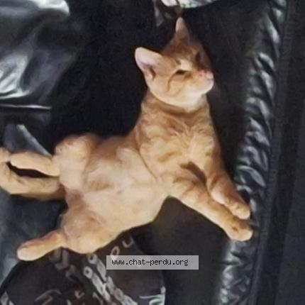 Foto 1/1 Garfield Chat perdido en Namur