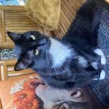 Foto del gato perdido en Namur