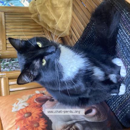 Foto 1/1 BAO Chat perdido en Namur