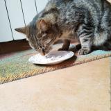 Foto del gato perdido en Saint Genis De Saintonge