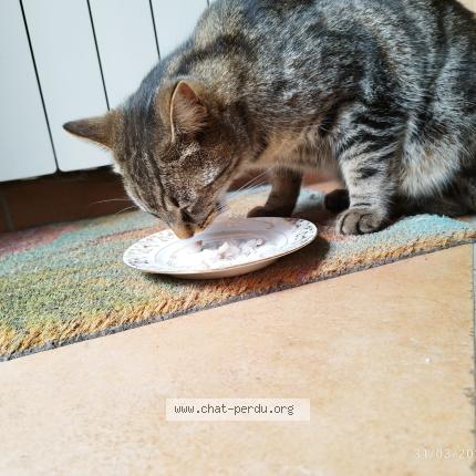 Foto 1/1 Sa'Kaaj Chat perdido en Saint genis de saintonge