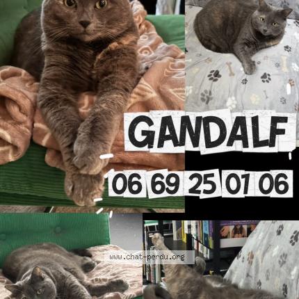 Foto 1/1 Gandalf Chat perdido en Charenton le pont