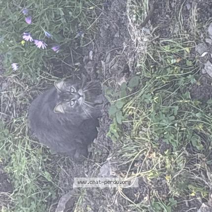 Foto 1/1 Gato encontrado Encontrado en Cavalaire sur mer