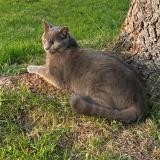 Foto del gato perdido en Vigneux De Bretagne 44360