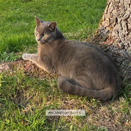 Foto 1/1 WINTER Chat perdido en Vigneux de bretagne 44360