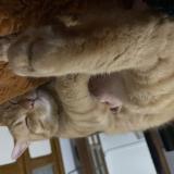 Foto del gato perdido en Thuir