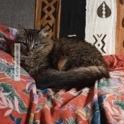 Foto 1/1 Cl&eacute;o Chat perdido en Reuilly