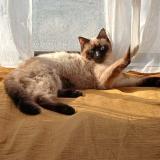 Foto del gato perdido en Pougues Les Eaux