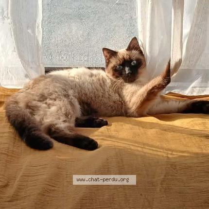 Foto 1/4 Yang Chat perdido en Pougues les eaux