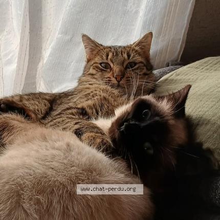 Foto 2/4 Yang Chat perdido en Pougues les eaux