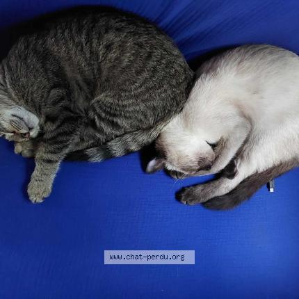 Foto 3/4 Yang Chat perdido en Pougues les eaux