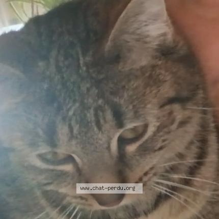 Foto 4/4 Yang Chat perdido en Pougues les eaux